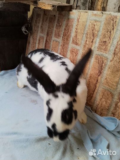 Кролики мясных пород