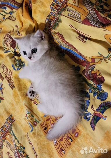 Британская серебристая шиншилла