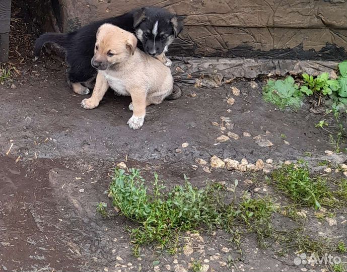 Собака в добрые руки отдам бесплатно