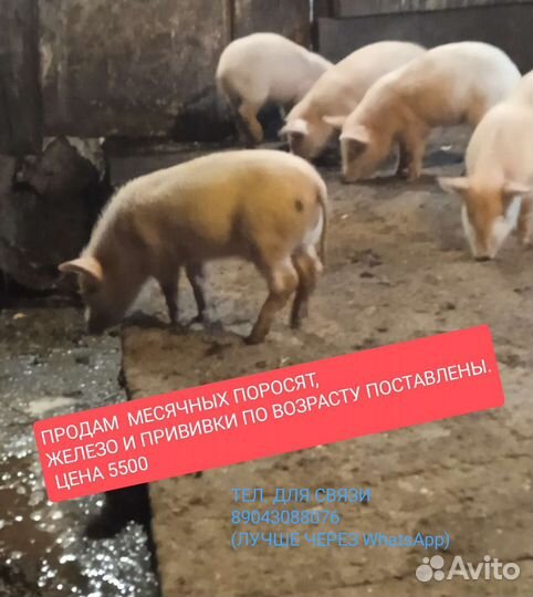 Поросята