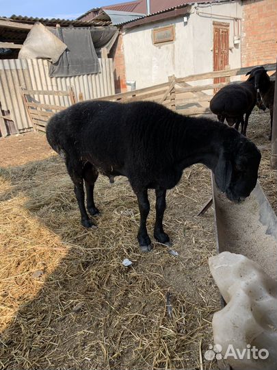 Гисары арашаны Бараны баранчики овцы ягнята