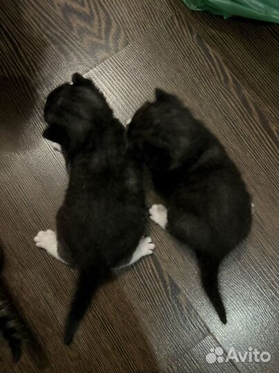 Котята от британской вислоухой кошки