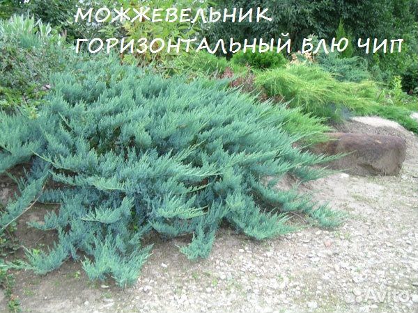 Можжевельники