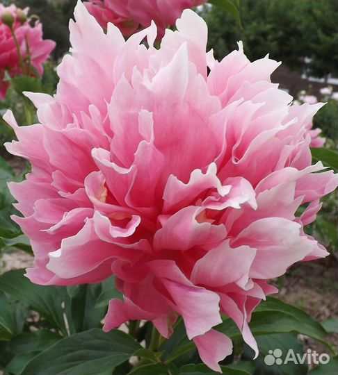 Пионы -корневища для осенней посадки