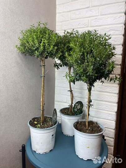 Комнатные цветы мирт