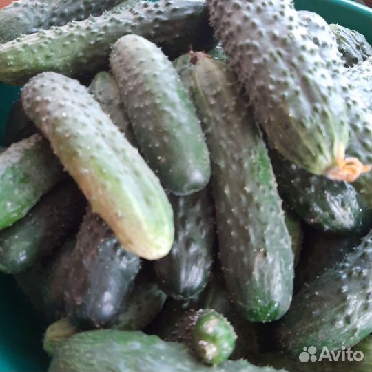 Огурцы свежие домашние