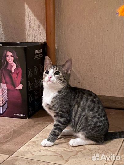 Котенок Барсик