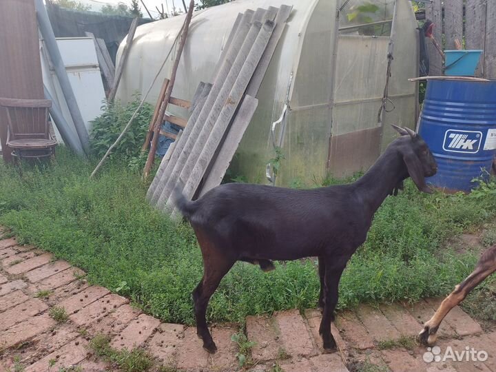 Коза нубийская