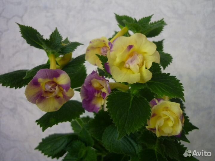 Ризомы ахименесов