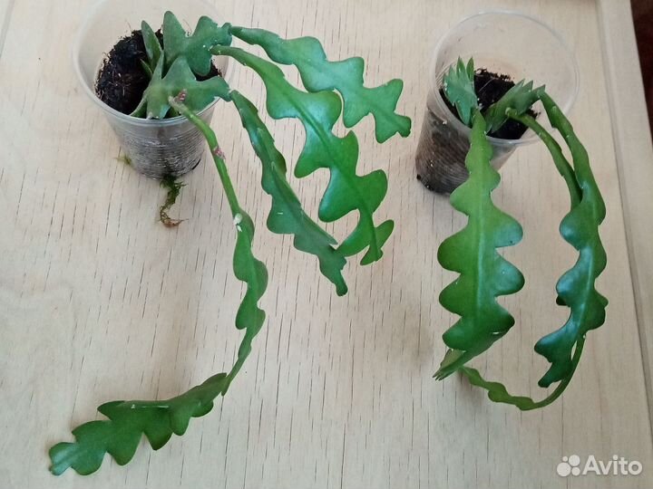 Эпифилум Ангулигер/Бромелиевые/Катопсис