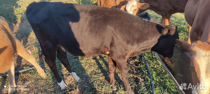 Телята бычки