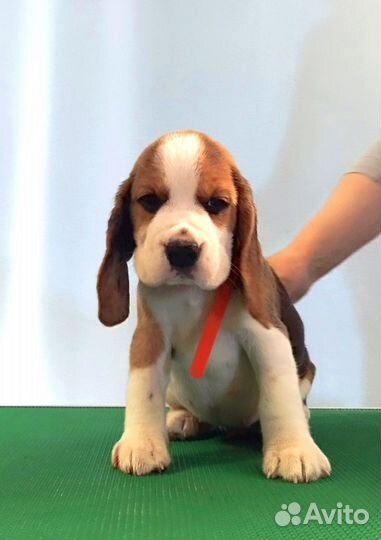 Щенки бигль