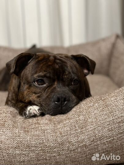 Вязка английский стаффордширский бультерьер