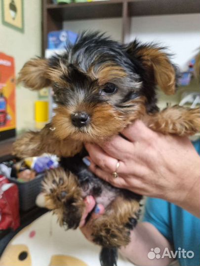 Йоркширский терьер