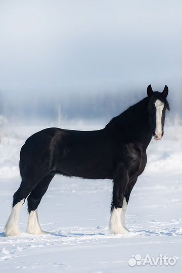 Кобыла Шайр