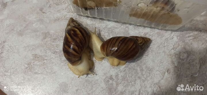 Улитки ахатины