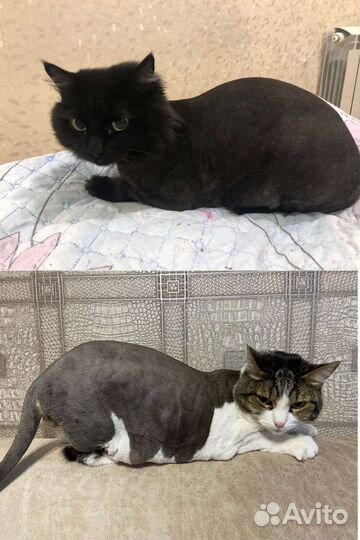 Стрижка кошек груминг