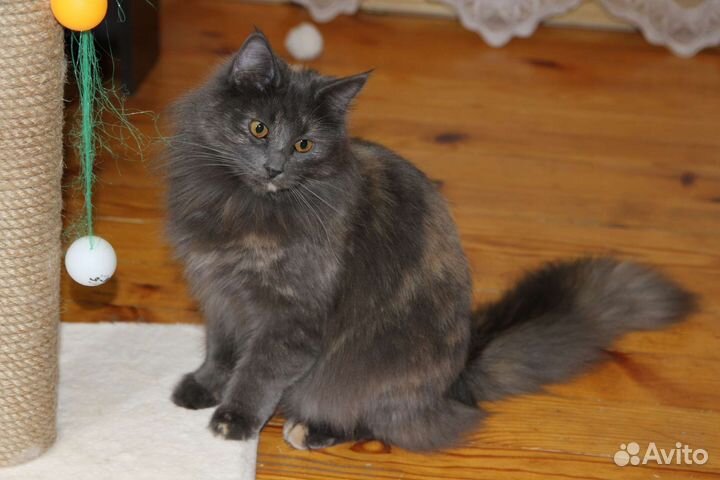 Котята норвежская лесная