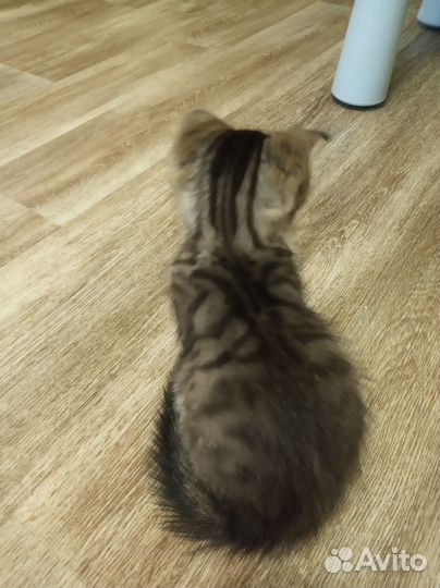 Вислоухая кошечка Пятница ищет своего Робинзона