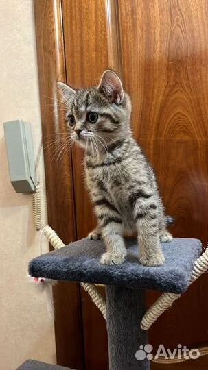 Котята золотая шиншилла