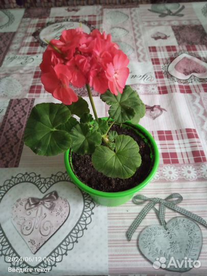 Герань пеларгония