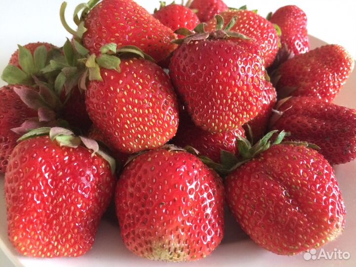 Клубника рассада с доставкой