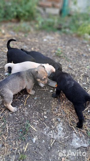 Щенок в добрые руки бесплатно маленькая порода