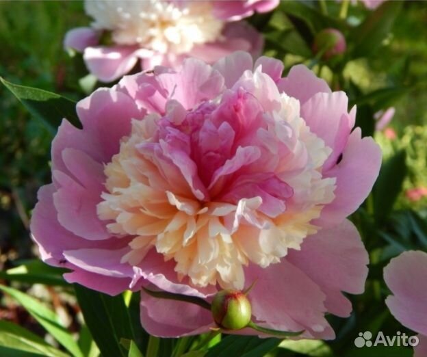 Пион сорбет