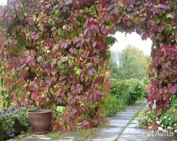 Девичий виноград