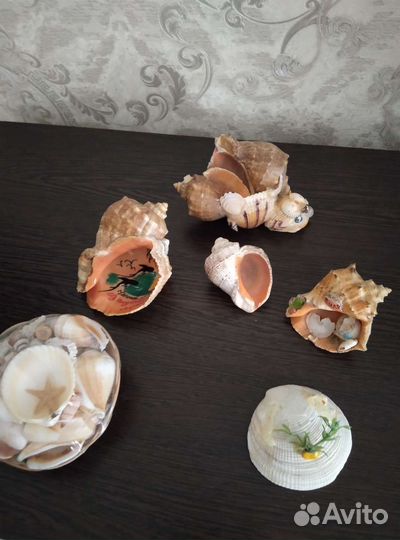 Морские ракушки раковины