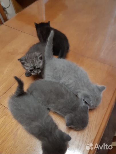 Котята домашние приучены к лотку