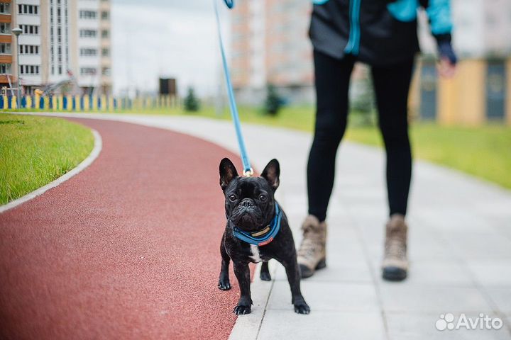 Погуляю с вашей собакой