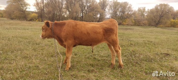 Стельная Телка и бычки