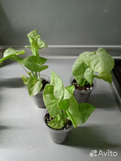 Комнатные растения