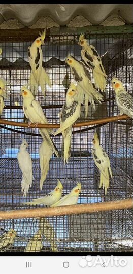 Попугай корелла с первых рук