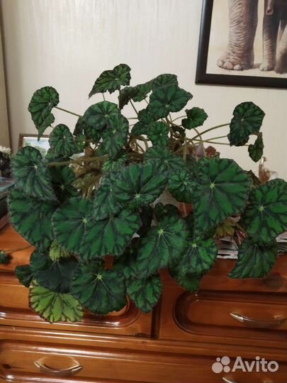 Бегония тигровая