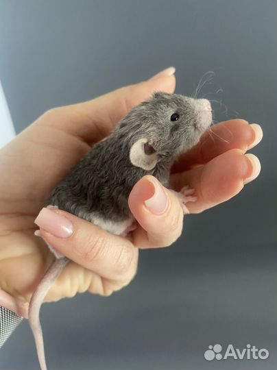 Крыса Дамбо