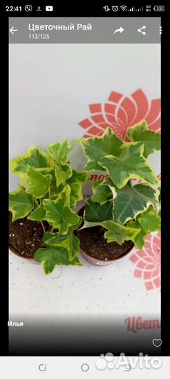 Суккулент микс, хедера 3 сорта