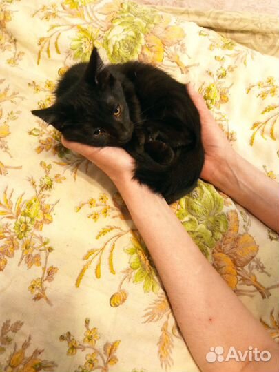 Подарю котят