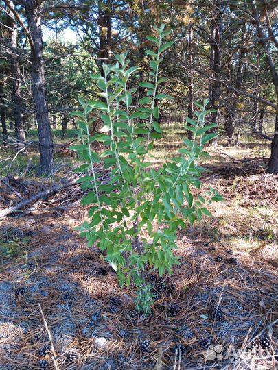 Лох узколистный (Джида)