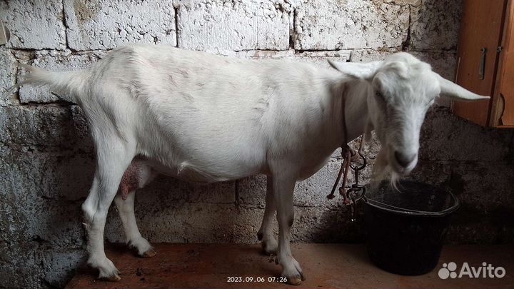 Дойная коза