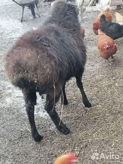 Баран на племя