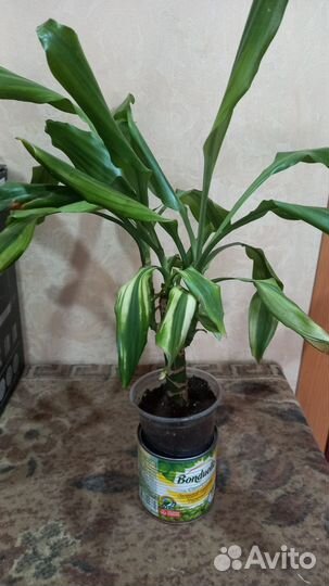 Драцена Elou kost