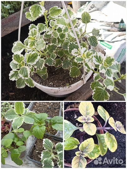 Ампельные растения для кашпо и подвесов