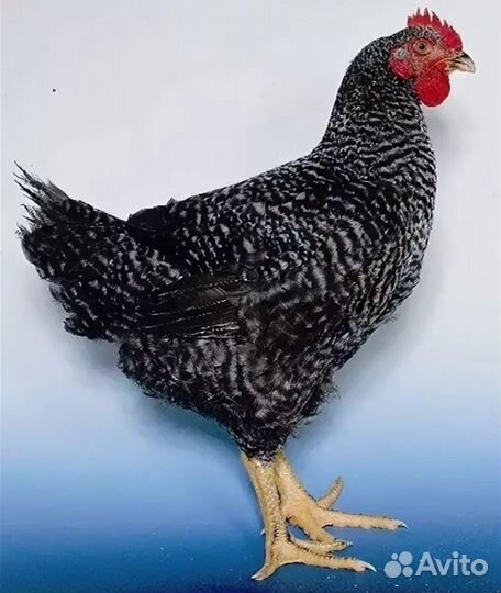 Петух Гриз Бар