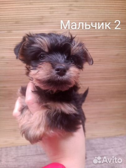 Йоркширский терьер щенки