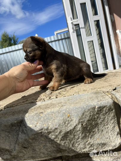 Щенки чихуахуа