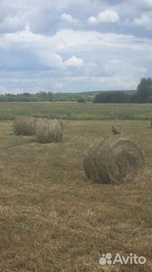 Сено в рулонах