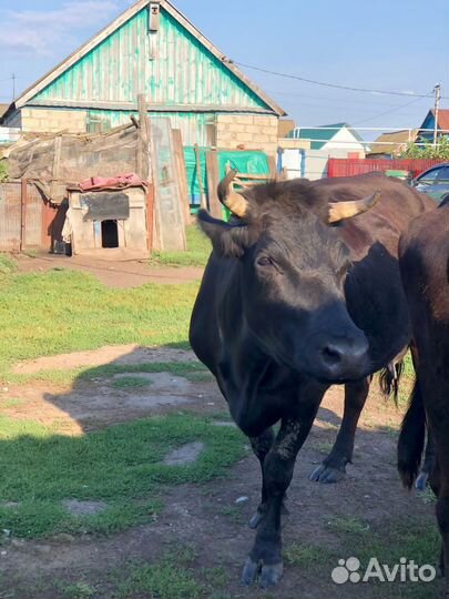 Племенные коровы