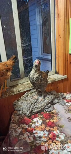 Петушки породистые